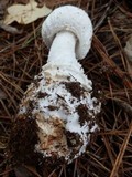 Amanita cokeri image