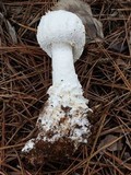 Amanita cokeri image