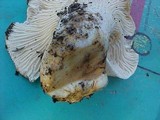 Cantharellus subalbidus image