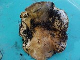 Tricholoma zelleri image