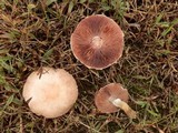 Agaricus silvaticus image