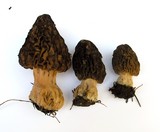 Morchella snyderi image