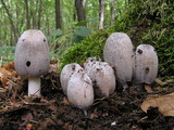 Coprinopsis insignis image