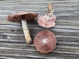 Agaricus silvaticus image