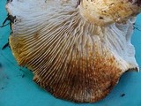 Tricholoma zelleri image