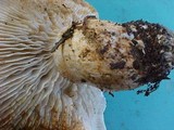 Tricholoma zelleri image