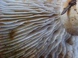 Tricholoma zelleri image