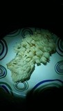Hericium americanum image