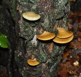 Sarcomyxa serotina image