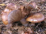 Cortinarius amigochrous image