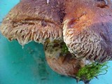 Suillus ochraceoroseus image
