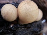 Apioperdon pyriforme image