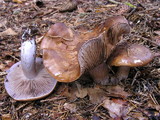 Cortinarius amigochrous image