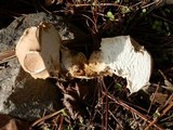 Calvatia bovista image