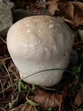 Calvatia bovista image