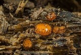 Scutellinia setosa image