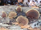 Phellinus gilvus image
