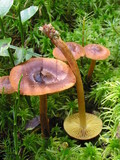 Cortinarius croceoconus image
