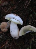 Boletus pallidus image