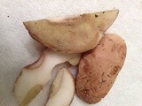 Boletus pallidus image