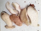 Boletus pallidus image