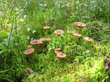 Cortinarius croceoconus image