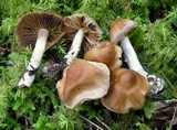 Cortinarius biformis image