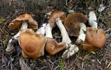 Cortinarius biformis image
