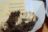 Clavulina coralloides image