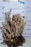 Clavulina cinerea image