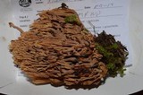Ramaria testaceoflava image