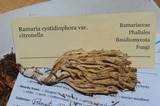 Ramaria cystidiophora var. citronella image