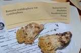 Ramaria cystidiophora image