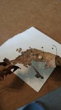 Marasmius capillaris image