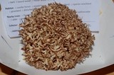 Ramaria subviolacea image
