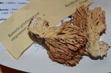 Ramaria gelatinosa image