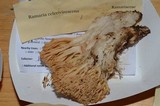 Ramaria celerivirescens image
