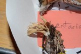 Lentaria byssiseda image