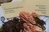 Ramaria araiospora image