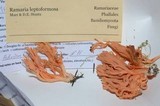 Ramaria leptoformosa image