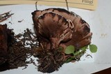 Hydnellum scrobiculatum image