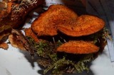 Pycnoporellus fulgens image