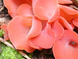 Guepinia helvelloides image