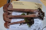 Laccaria bicolor image