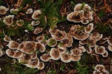 Phellodon tomentosus image