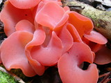 Guepinia helvelloides image
