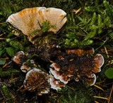 Hydnellum aurantiacum image