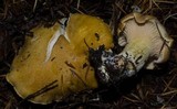 Cantharellus formosus image