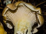 Cantharellus formosus image