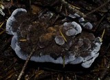 Hydnellum caeruleum image